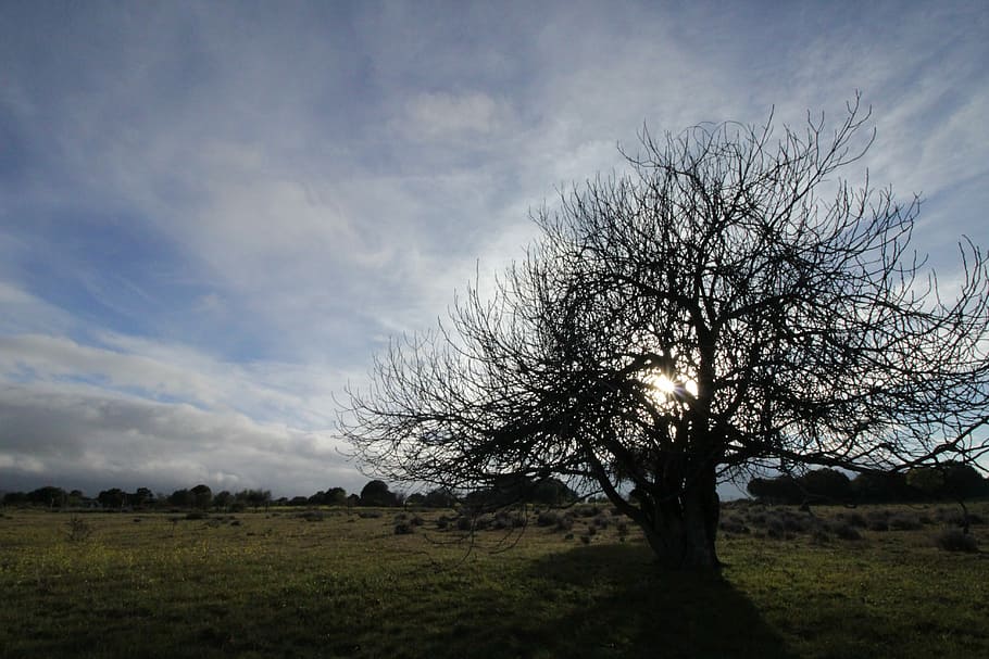 Tree, Sunset, Nature, Autumn, sky, dry tree, contrast, landscape HD wallpaper