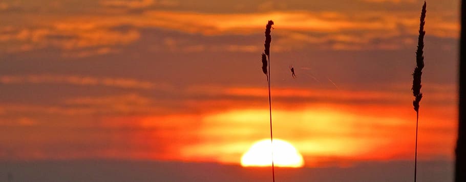 Sunset, Grass, Spider, Nature, dusk, sky, cloud - Sky, sunlight HD wallpaper