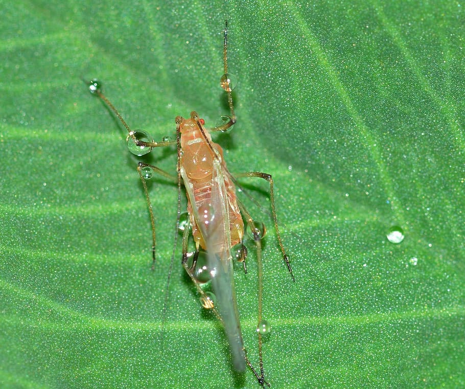 insects, hemiptera, aphid, animal, invertebrate, animal themes HD wallpaper