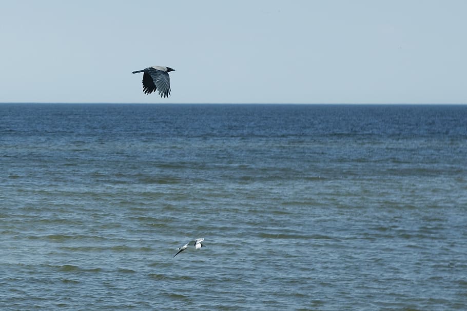 sea, beach, sky, crow, bird, flies, flight, blue, nature, animal wildlife HD wallpaper