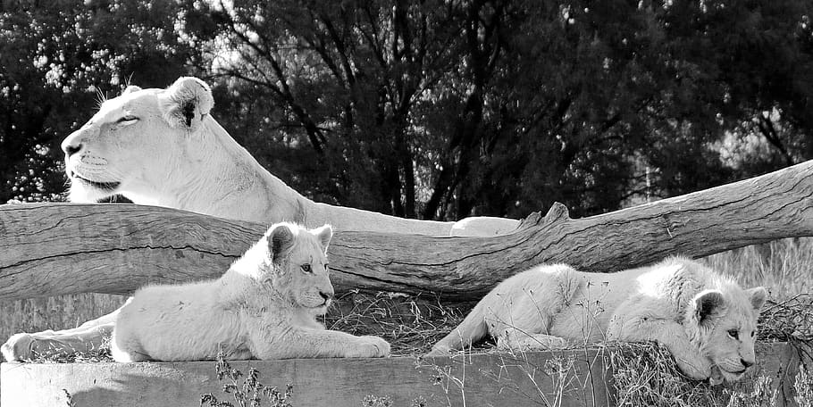 white lion, lion babies, mother lion, black and white, panorama