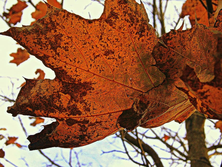 closeup photo of brown maple leaf, orange, red, bright, plant part HD wallpaper