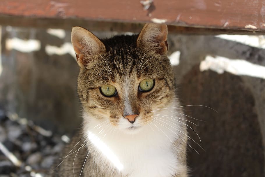 Cat, Cat, Face, Cute, Kitten, Feline, cat face, kitty, furry HD wallpaper