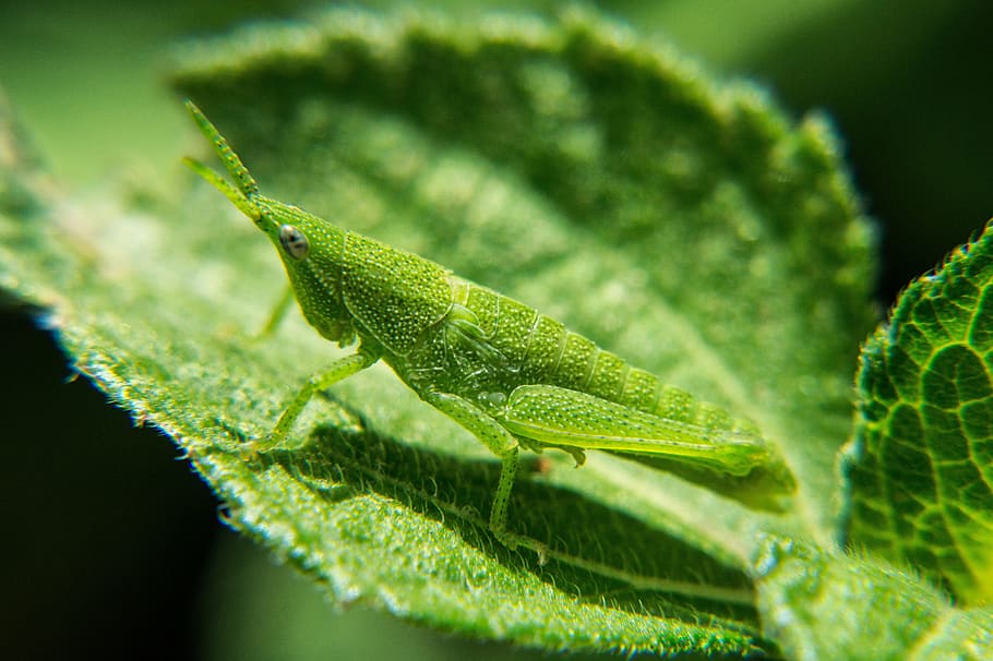 nymphs, grasshopper, nature, insects, macro, macro photography HD wallpaper