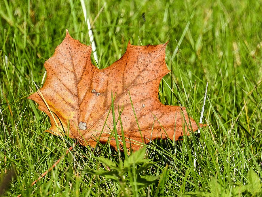 leaf, maple, nature, autumn, leaves, grass, field, plant, land HD wallpaper