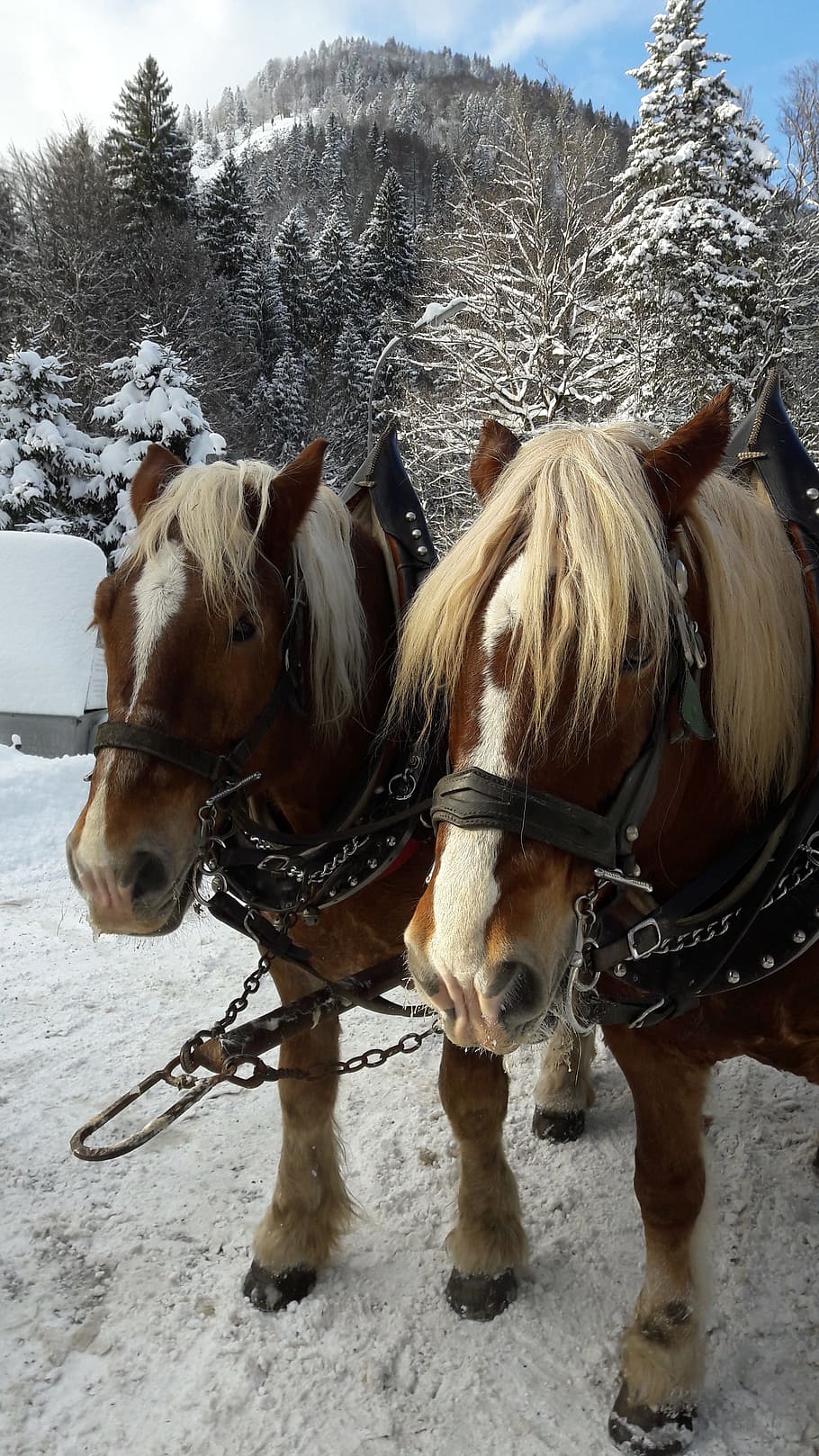 nature, horses, winter, schee, in the, domestic, mammal, domestic animals HD wallpaper