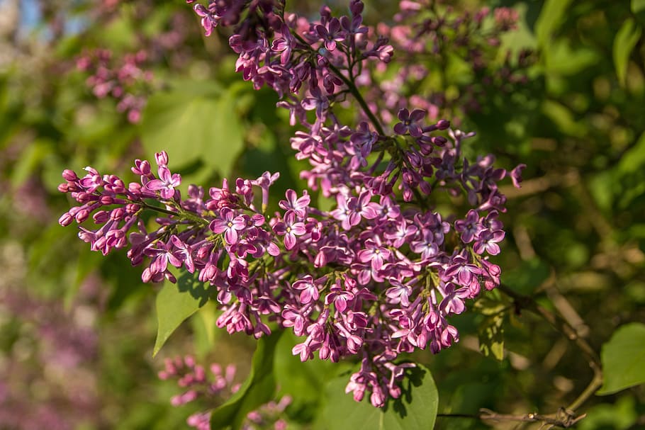 Lilac, Purple, Sharp, green, out of focus, macro, close, bush HD wallpaper