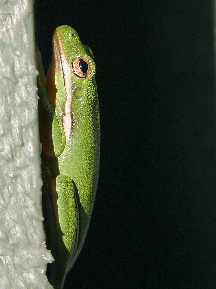 frog, green, tree frog, perpendicular, climb, reptile, animal HD wallpaper