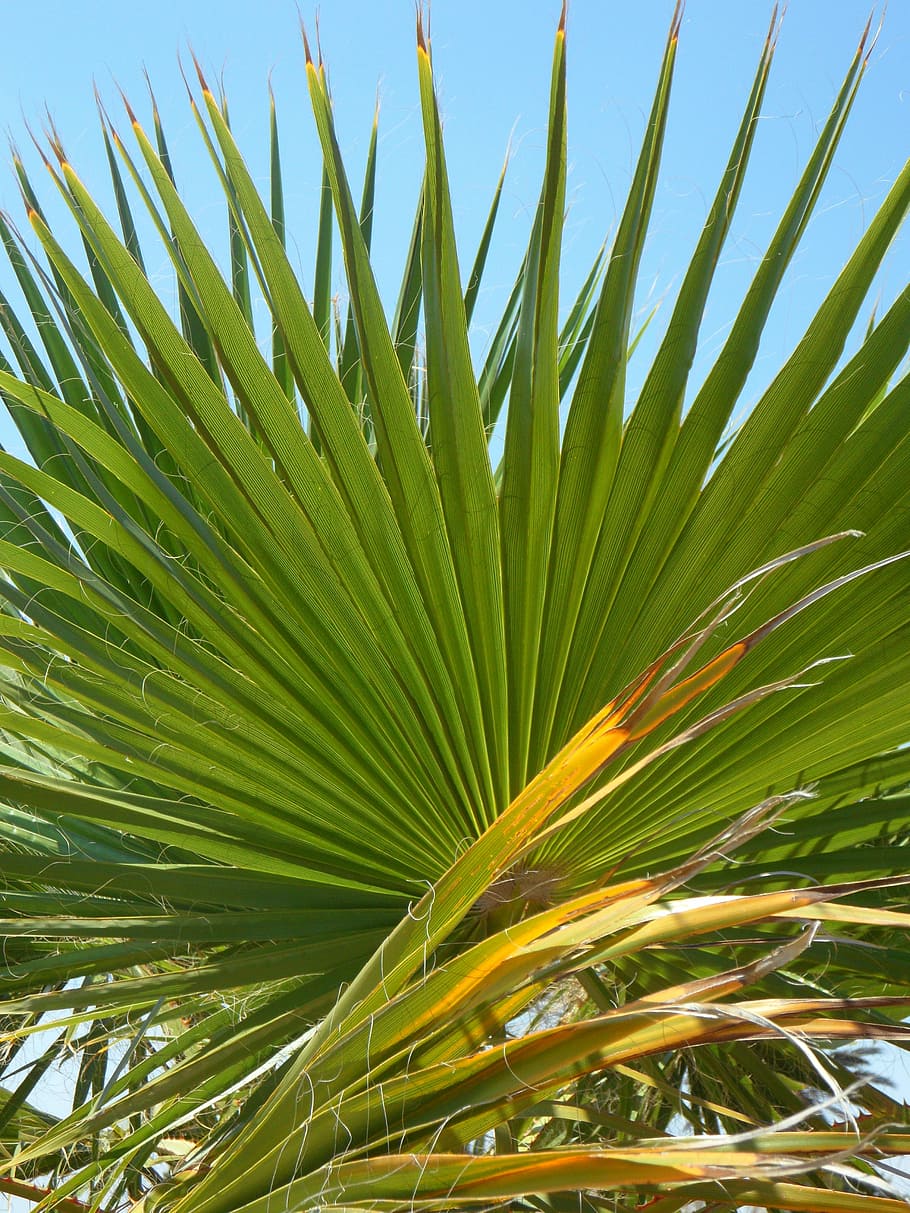 fan palm, palm leaf, green, structure, sky, palm fronds, leaves HD wallpaper