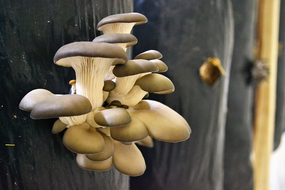 mushroom, mushrooms, close-up, wood - material, no people, focus on foreground HD wallpaper