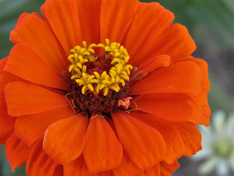 flower, orange, rust, yellow, up close, garden, flowering plant HD wallpaper