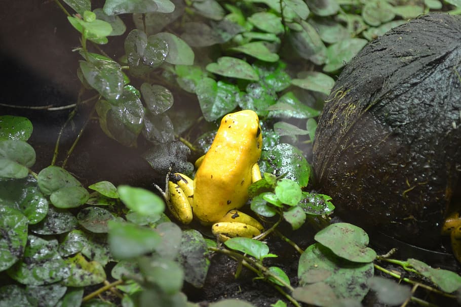 golden poison frog, phyllobates terribilis, golden dart frog, HD wallpaper