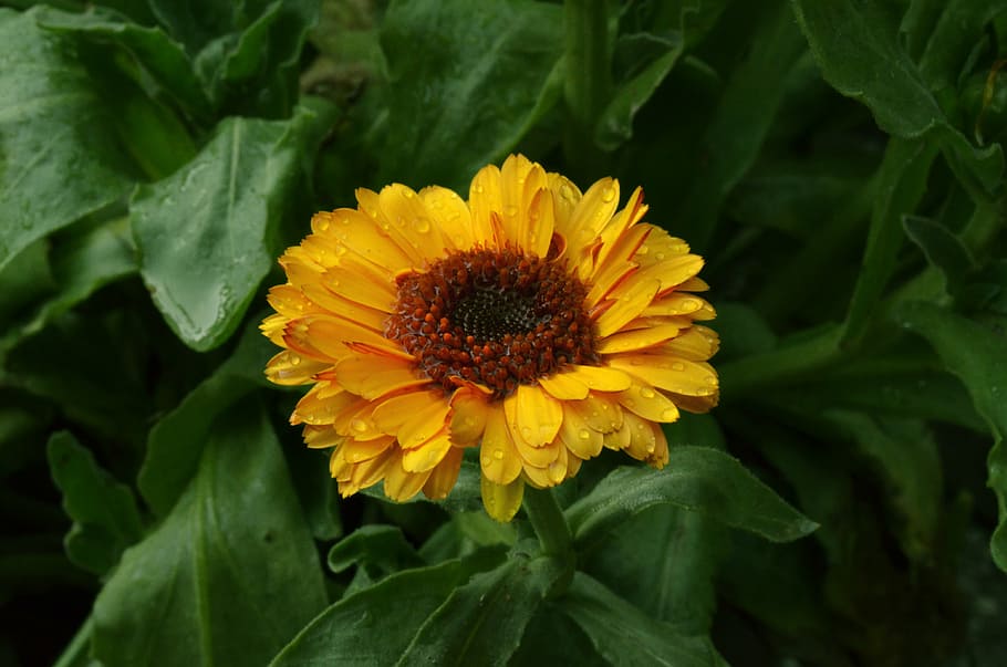 calendula, flower, yellow, herb, green, garden, after shower HD wallpaper