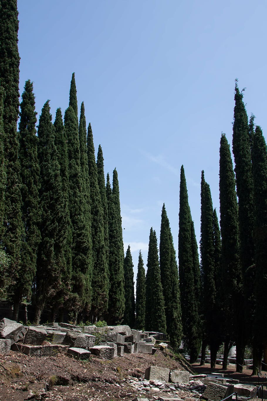 cypress, mediterranean cypress, cupressus sempervirens, columnar cypress