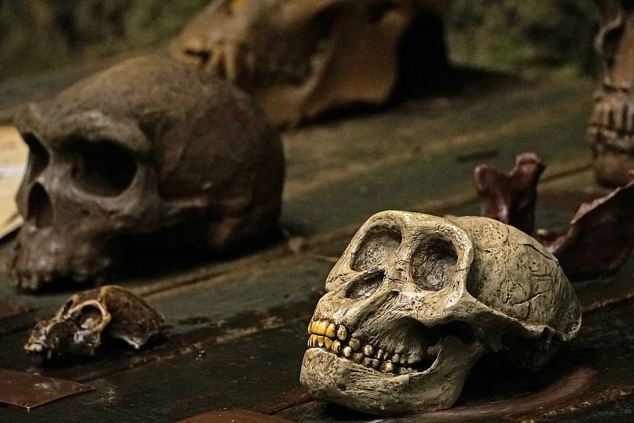 skull and crossbones, monkey skull, teeth, human Skull, halloween HD wallpaper