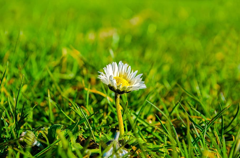 selective focus photography of white daisy flower in bloom HD wallpaper