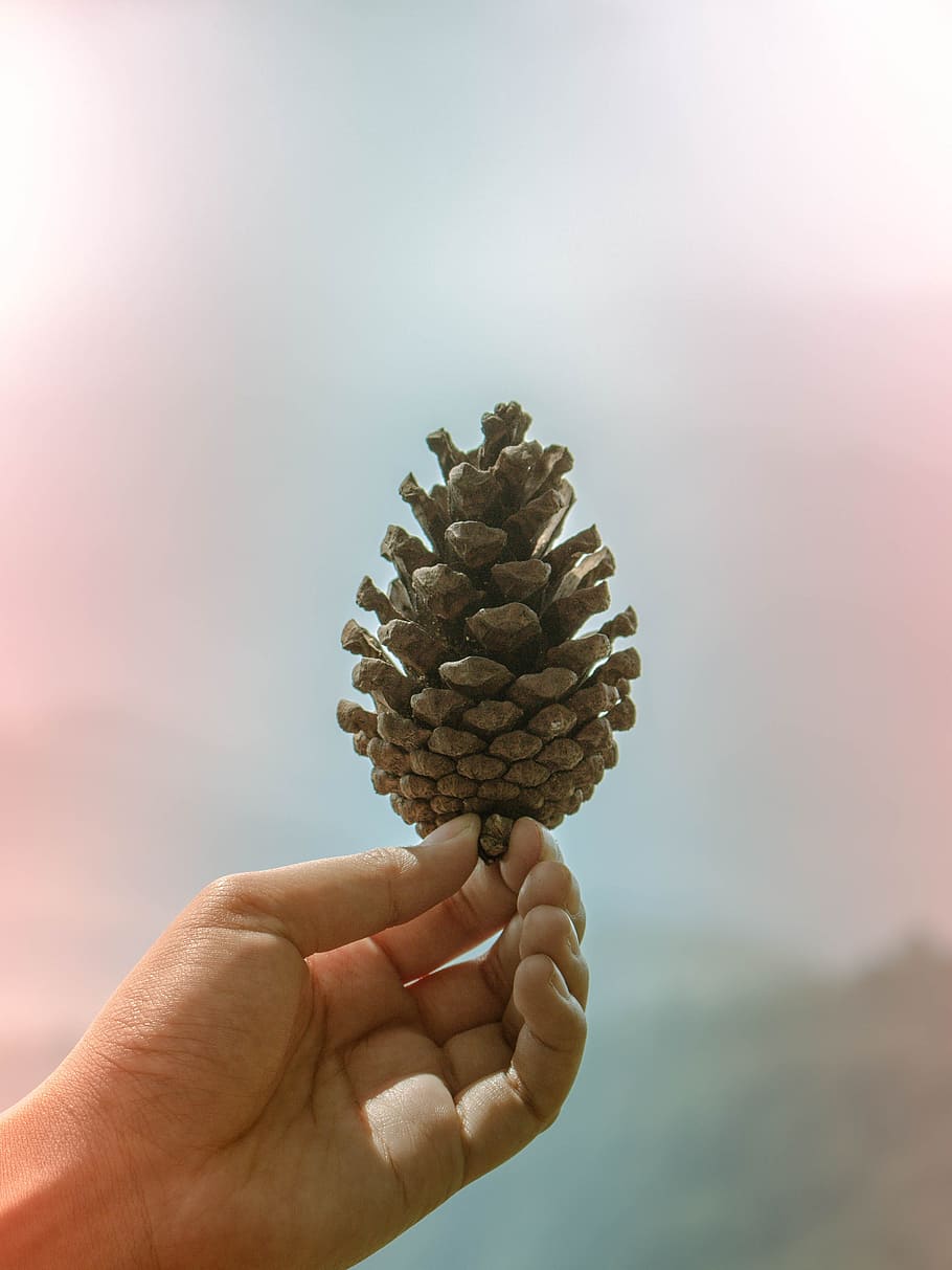 acorn, chiang mai thailand, phu thap boek, human hand, one person, HD wallpaper