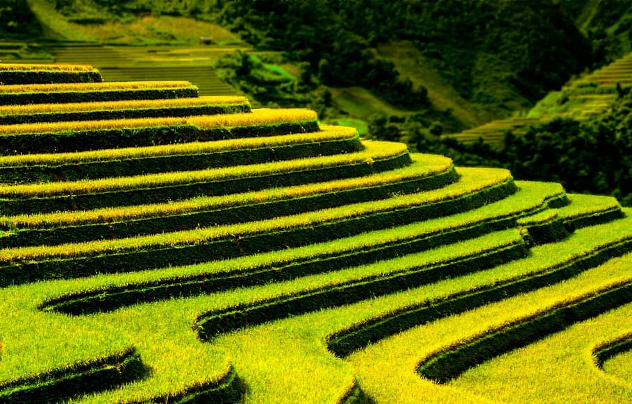 Terraced Fields, Pattern, Agriculture, nature, landscape, outdoor HD wallpaper