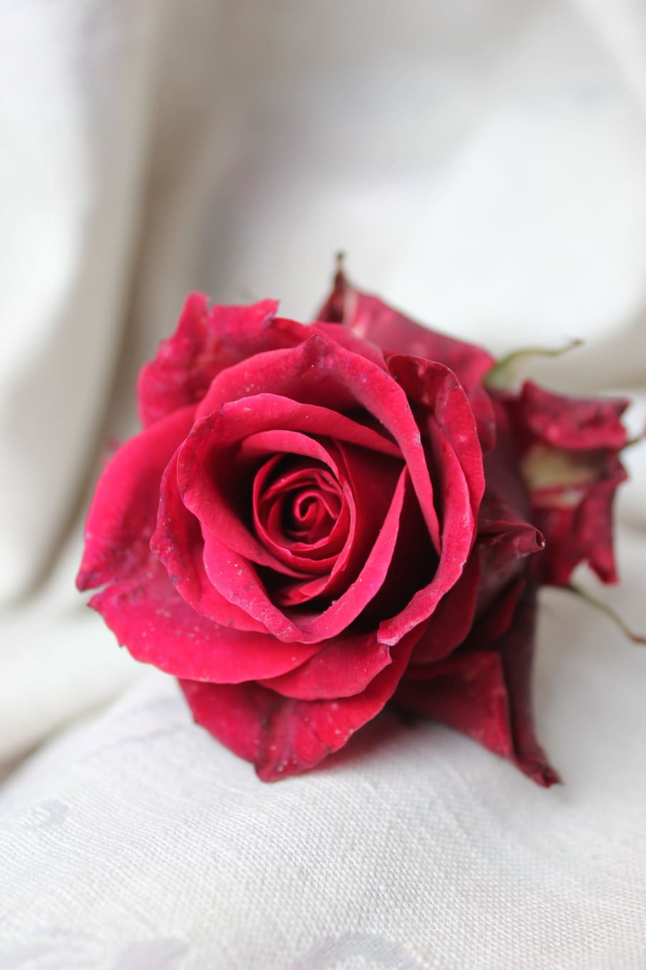 rose, flower, plant, rose - flower, flowering plant, beauty in nature HD wallpaper