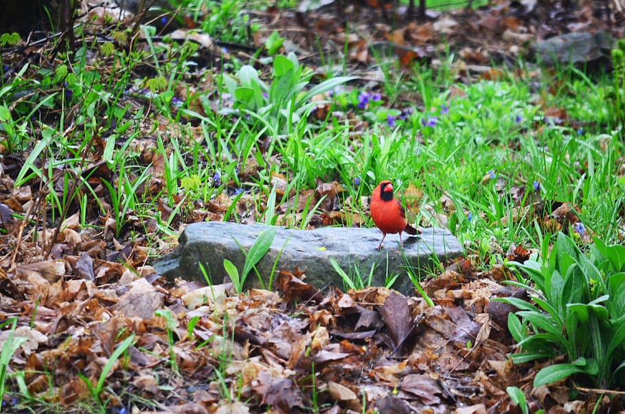 cardinal, red, bird, wildlife, animal, male, redbird, northern HD wallpaper