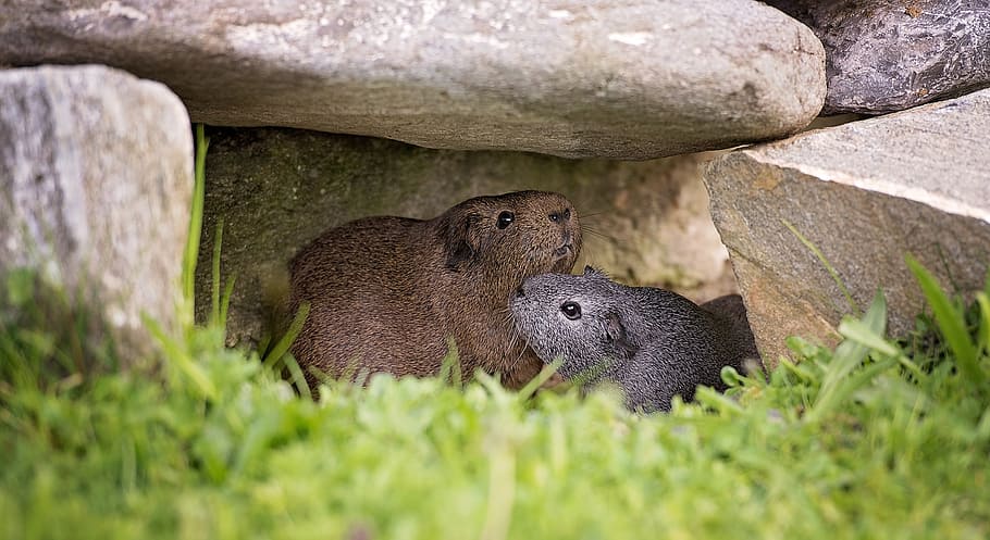 selective focus photography of two rodent under rocks, guinea pig, HD wallpaper