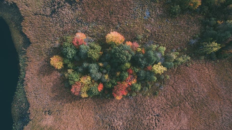 multicolored petaled flower, aerial photography of plant, tree HD wallpaper