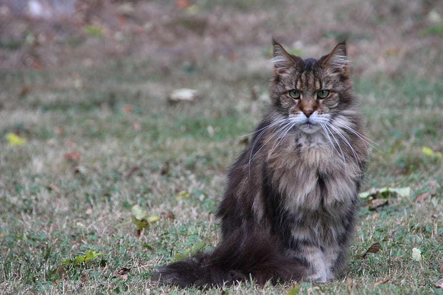 Cat, Brown, Fur, Soft, Beautiful, Nature, noble, furry, pet HD wallpaper
