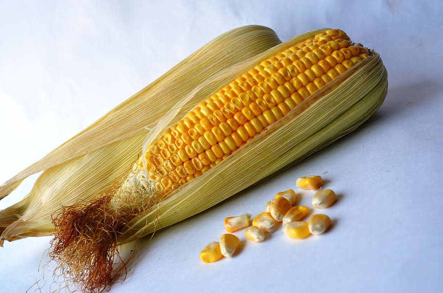 corn, maize, vegetables, grain, organic, harvest, nutrition HD wallpaper