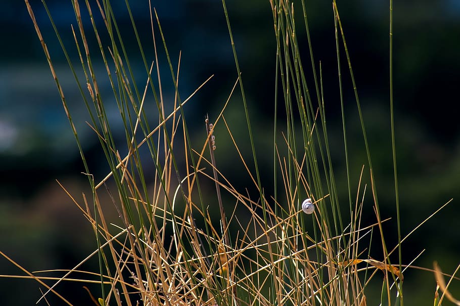 shell, grass, nature, plant, growth, no people, focus on foreground HD wallpaper