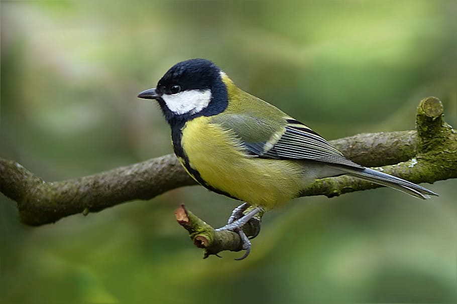 yellow and blue hummingbird, tit, parus major, tree, garden HD wallpaper