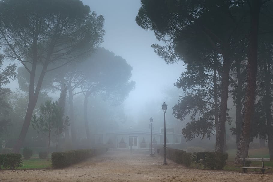 fog, nature, trees, winter, tomorrow, dawn, views, landscape HD wallpaper