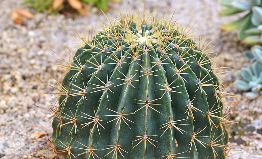 Cactus, Spur, Plant, green, prickly, thorns, nature, pointed HD wallpaper