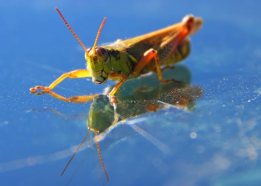 Grasshopper, Insect, Nature, Macro, reflection, close, close-up HD wallpaper