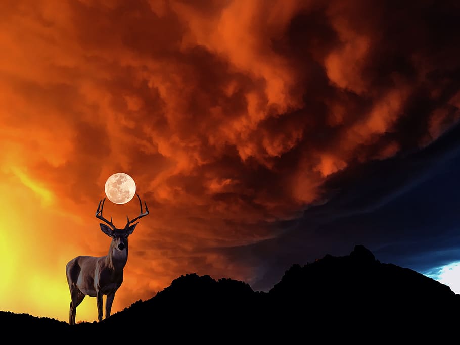 Deer, Moon, Animal, Mountain, sky, silhouette, clouds, sunset HD wallpaper