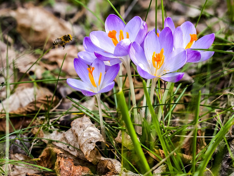crocus, flower, blossom, bloom, plant, nature, springtime, petal HD wallpaper