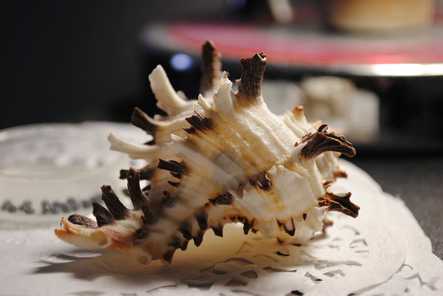 Shell, Macro, Marine, Sink, Clam, backgrounds, seashells, element HD wallpaper