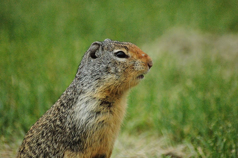 squirrel, grass, wildlife, green, brown, park, rodent, animal HD wallpaper