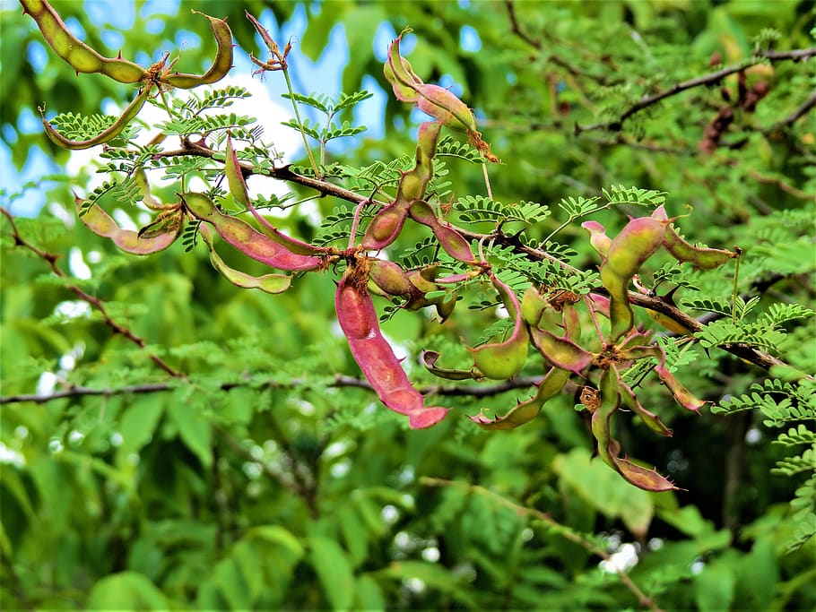 tree, seed pods, colorful, nature, plant, growth, green color, HD wallpaper...