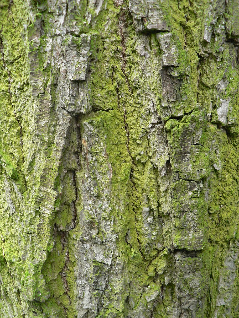 the bark, tree, moss, invoice, trunk, tree trunk, plant, textured HD wallpaper