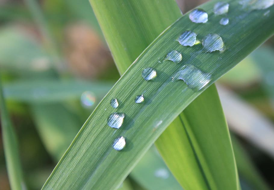 Grass, Dew, Drops, Droplet, Green, Leaf, freshness, condensation HD wallpaper