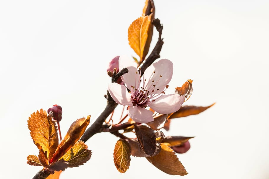 flower, cherry, spring, macro, nature, leaf, plant, branch HD wallpaper