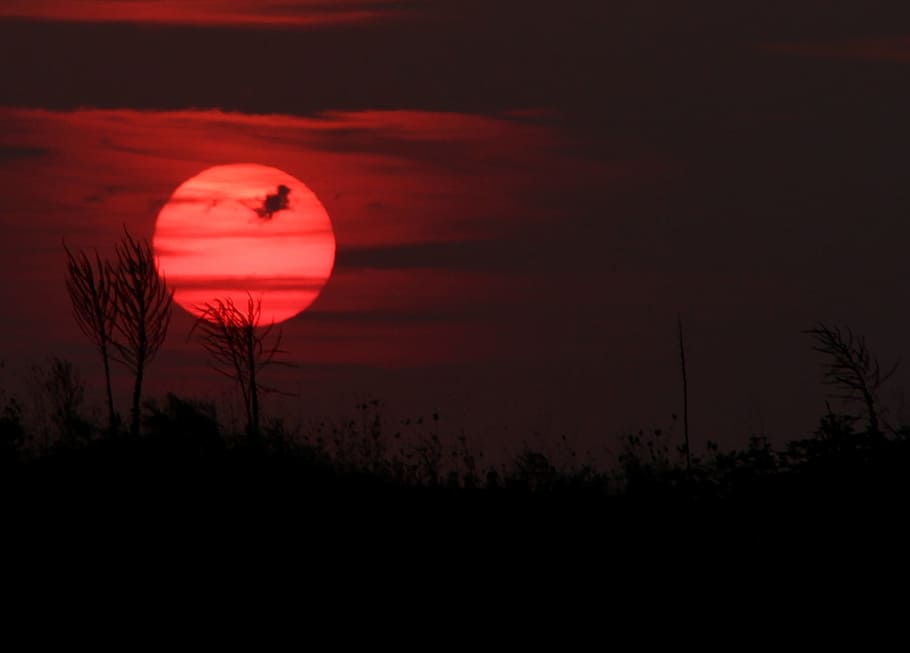 sunset, sky, cloud, red, in the evening, silhouette, plant HD wallpaper