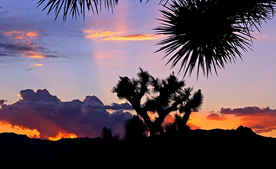 silhouette of trees under blue and orange sky at golden hour HD wallpaper