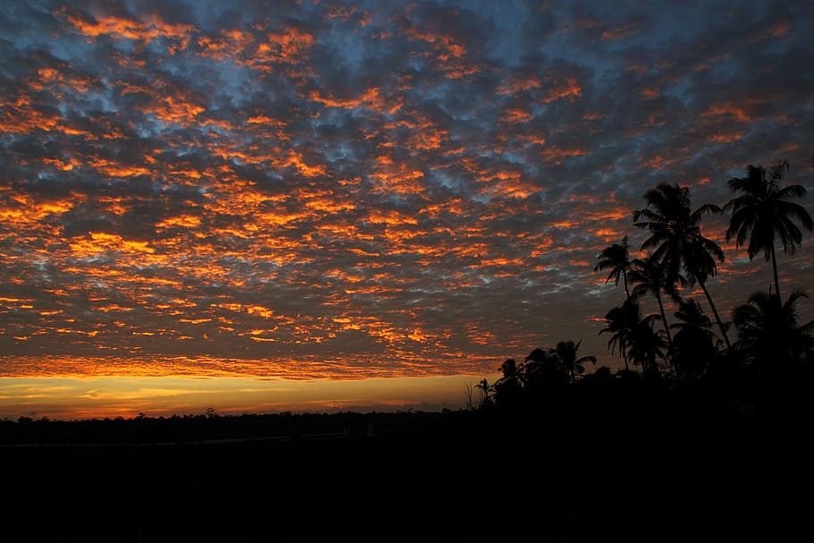 backlit, clouds, cloudy, coconut trees, dark, dawn, dusk, evening HD wallpaper
