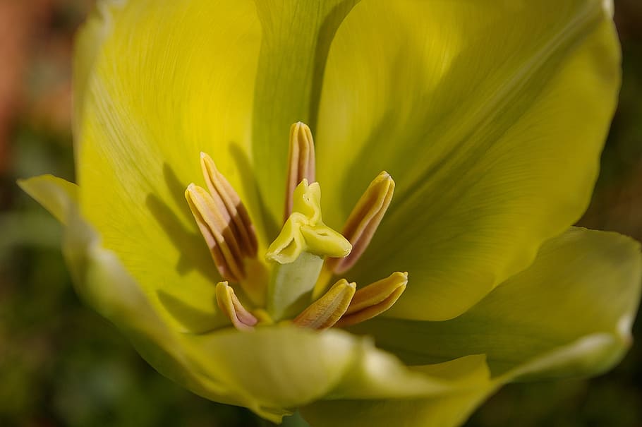 tulips, spring, blossom, bloom, flower, garden, green, nature HD wallpaper