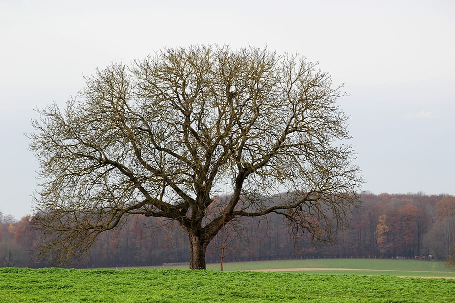 Tree, Field, Wood, Landscape, Morning, autumn, nature, bare tree HD wallpaper