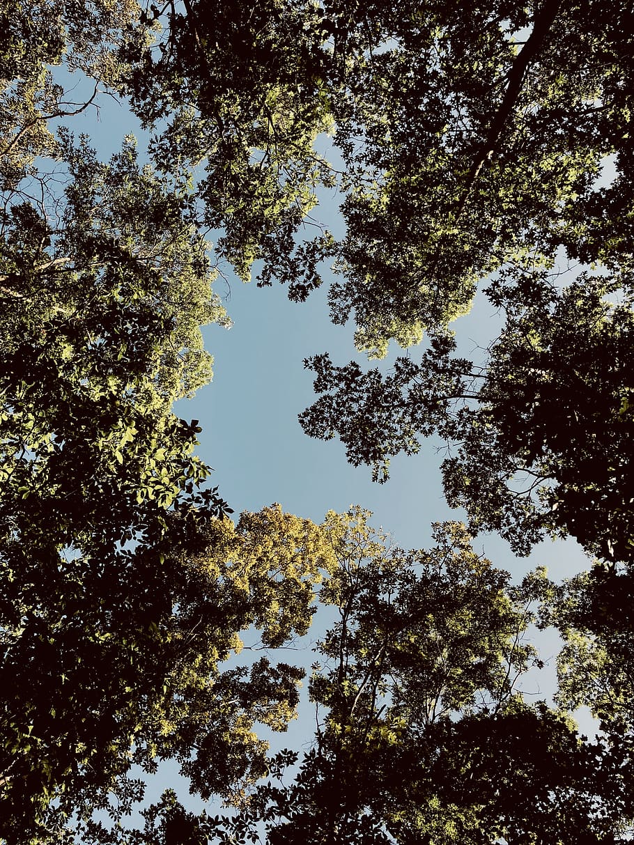 nature, trees, sky, forest, shadow, plant, low angle view, growth HD wallpaper