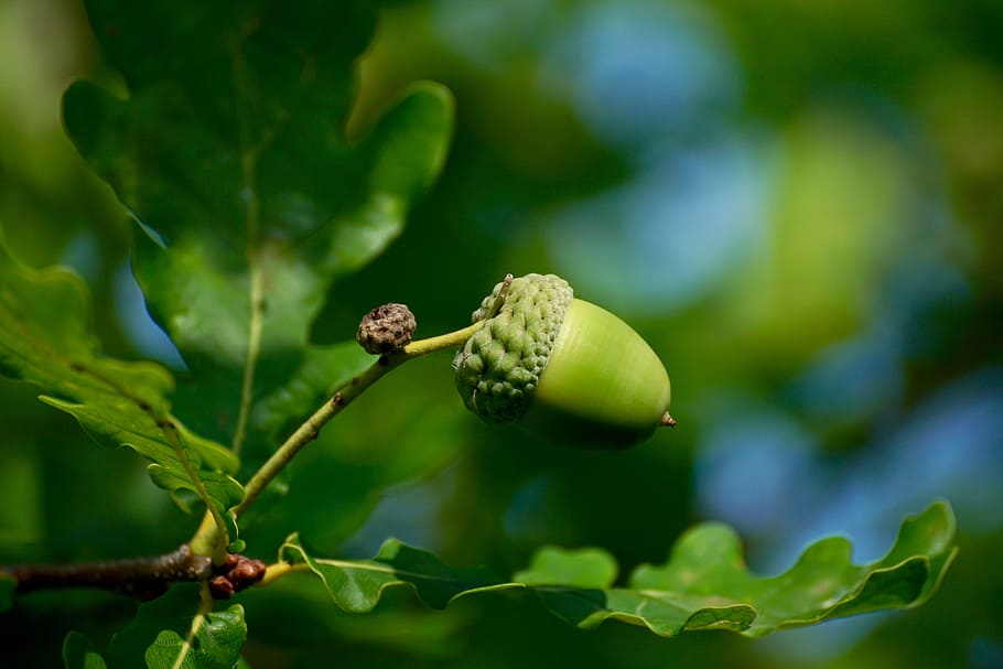 photo of green fruit, acorn, tree, nature, oak fruit, genus HD wallpaper