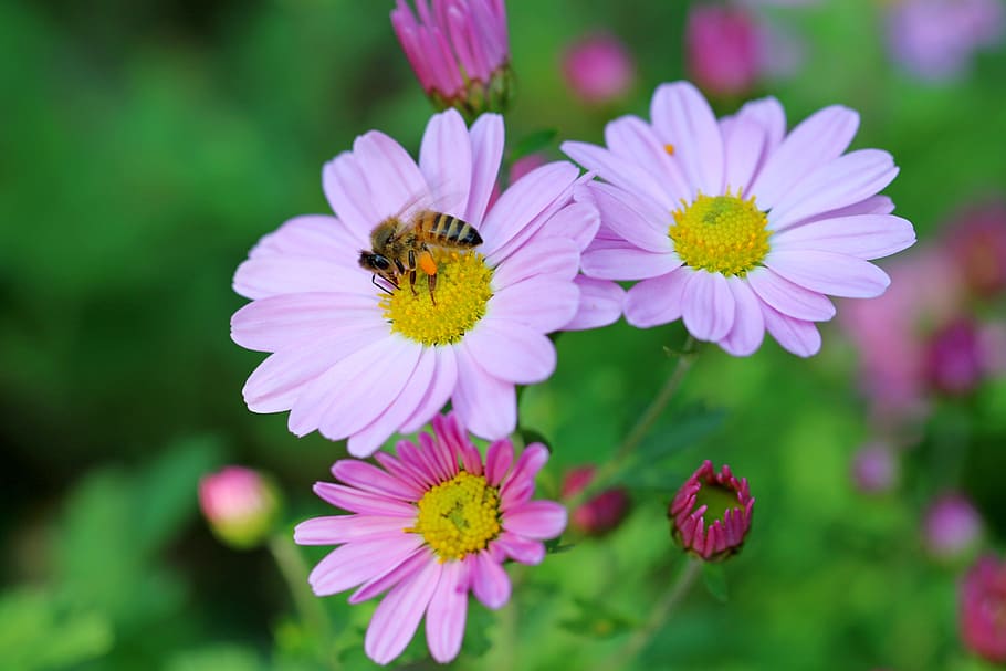 cosmos, bee, flowers, plants, pink, tabitha, nature, flower garden, HD wallpaper