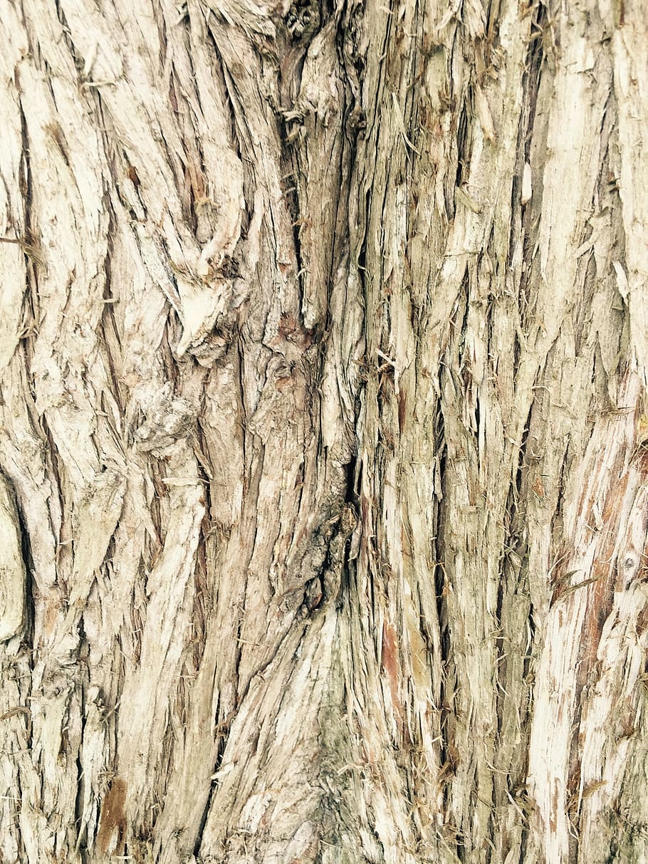 tree, bark, wood, dry, texture, full frame, textured, backgrounds HD wallpaper